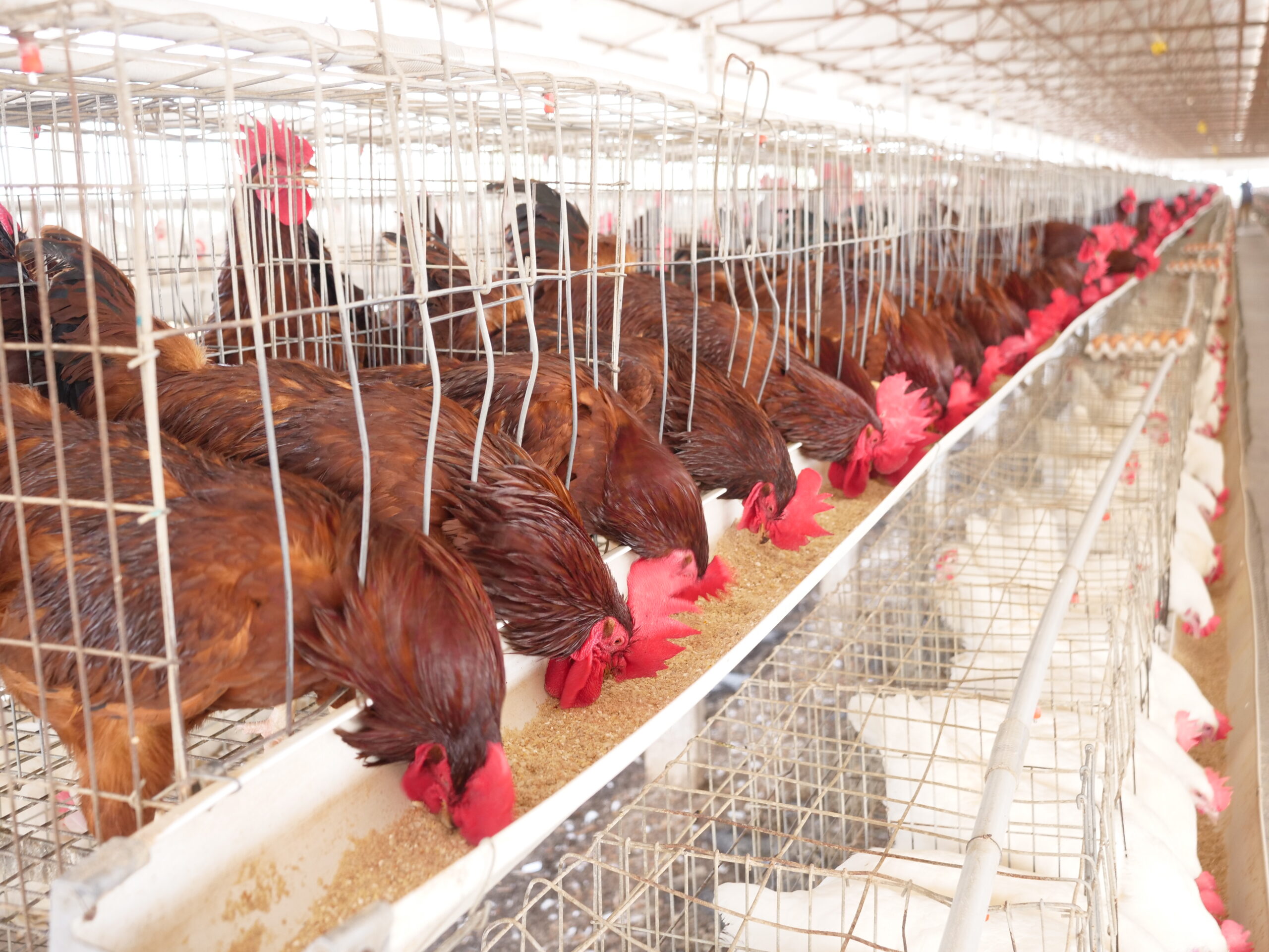 How to Choose the Right Poultry Feed for Broilers, Layers, Noilers, and Cockerels