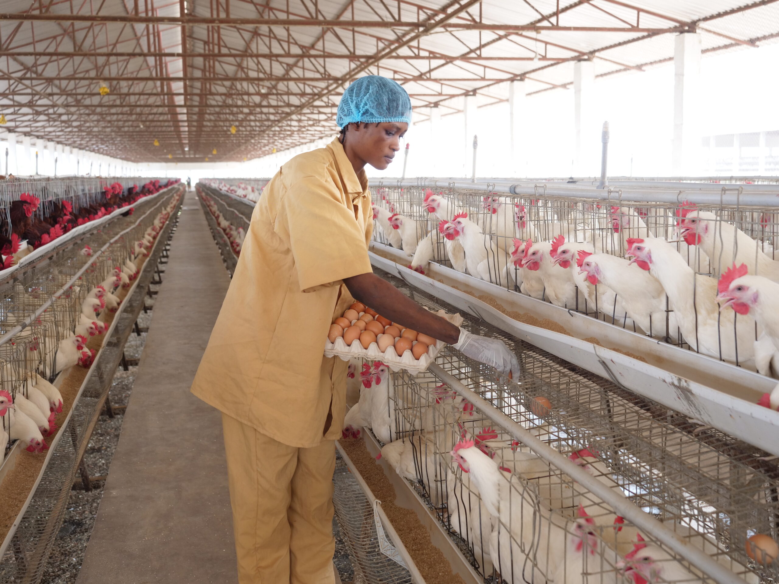 How Feed Quality Affects Poultry Growth and Egg Production